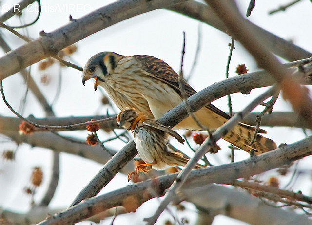 American Kestrel c22-40-005.jpg